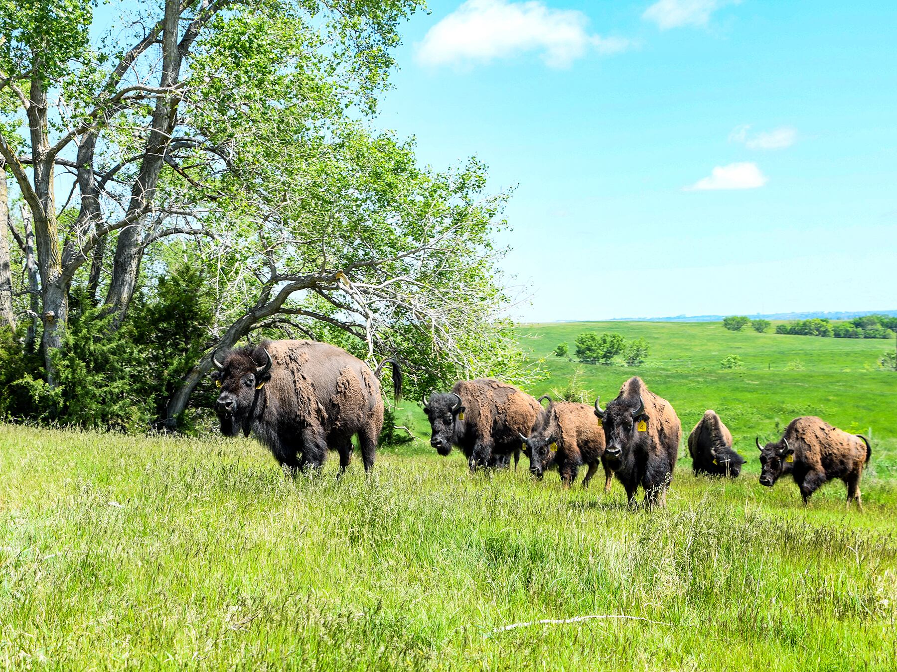 $4.8 million federal grant awarded to Ponca Tribe of Nebraska for buffalo processing facility - Vimarsana News