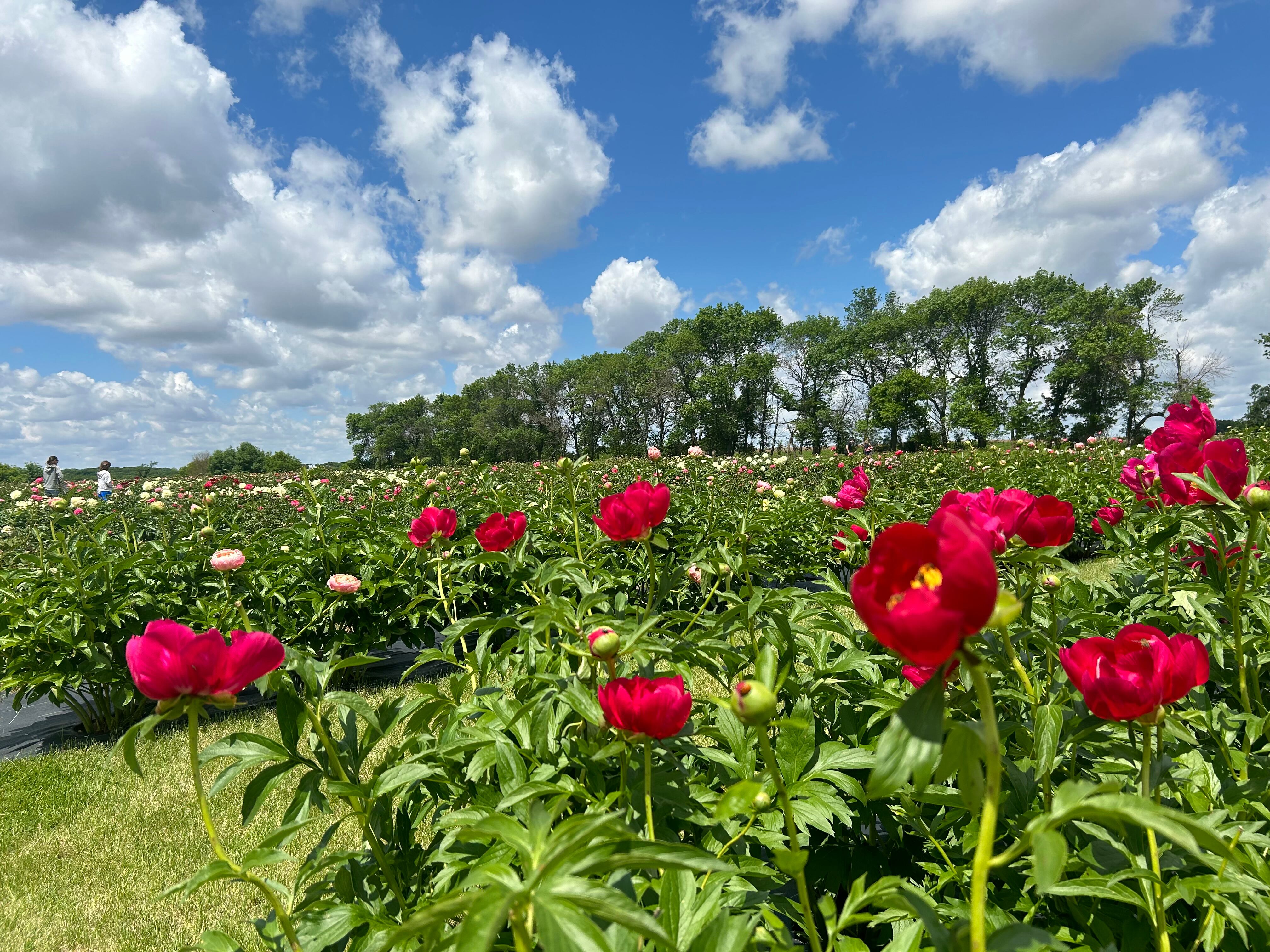 Spring has sprung at Silo Ridge Peony Farm - Vimarsana News