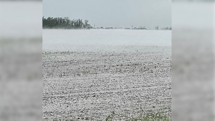 What to do if your crops were damaged by hail - Vimarsana News