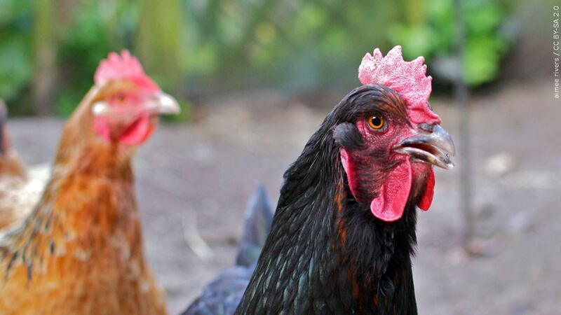 South Dakota state officials euthanize 85K birds amid avian flu outbreak